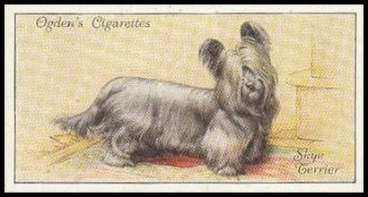 46 Skye Terrier